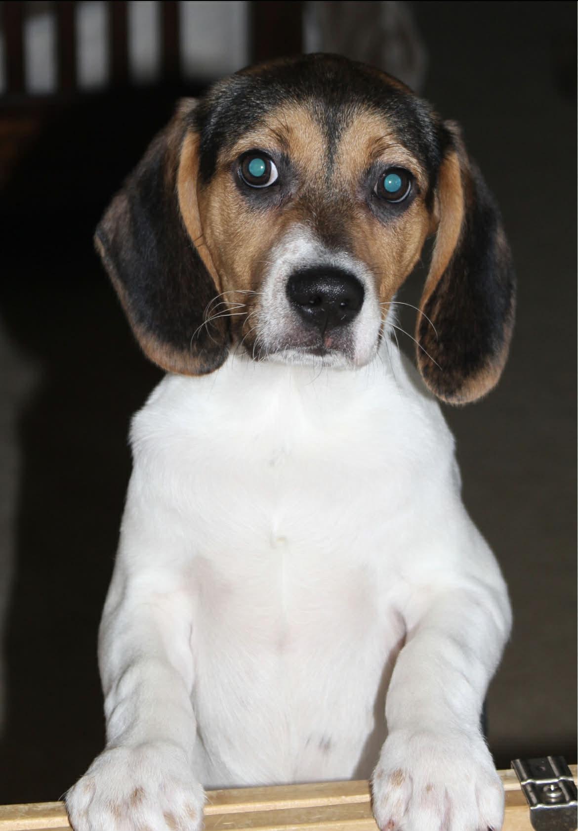 Enlarge Bo, a Adoptable mixed breed in Winston-Salem, NC image 2/6