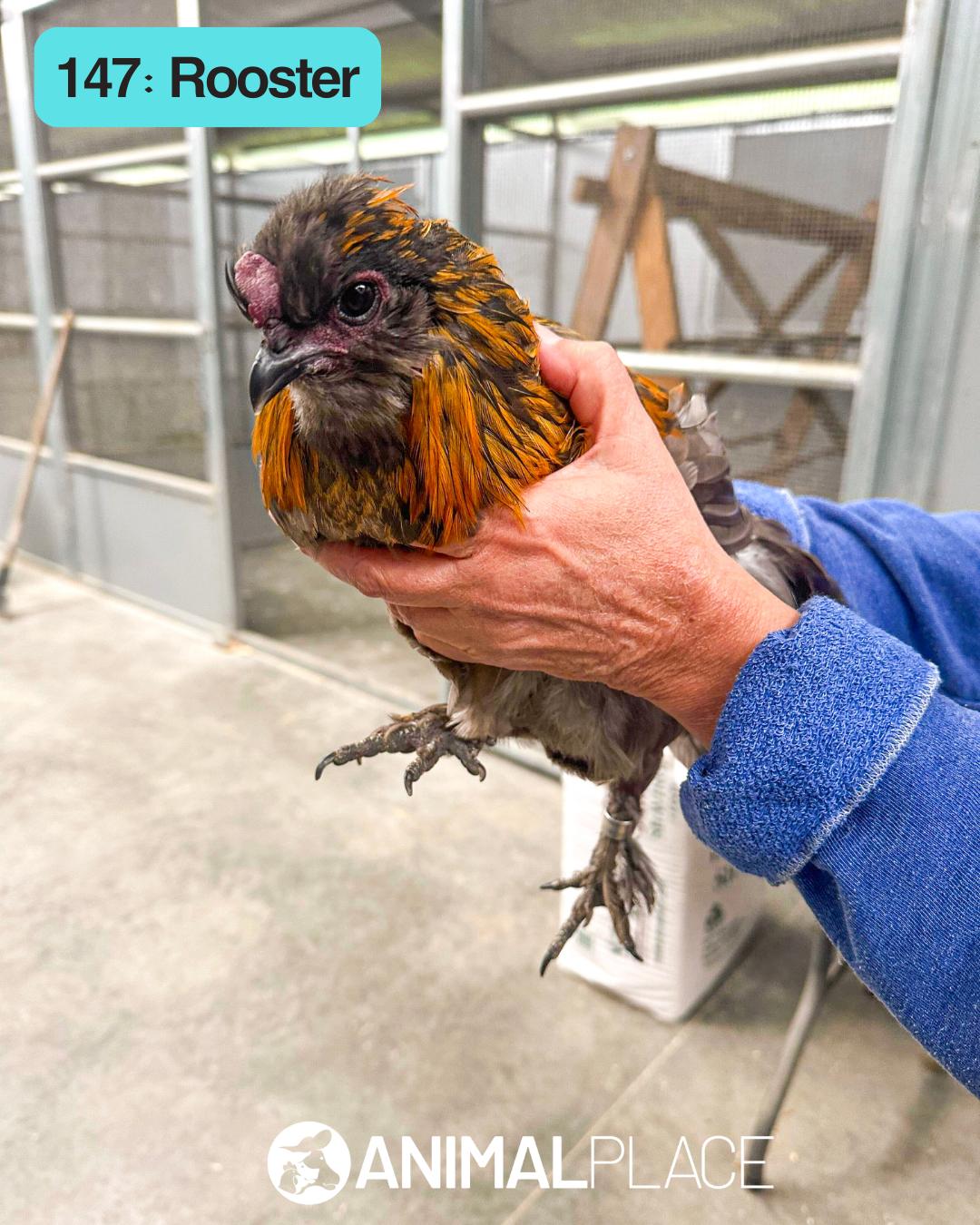 Roski, Adoptable, Adult Male Chicken.