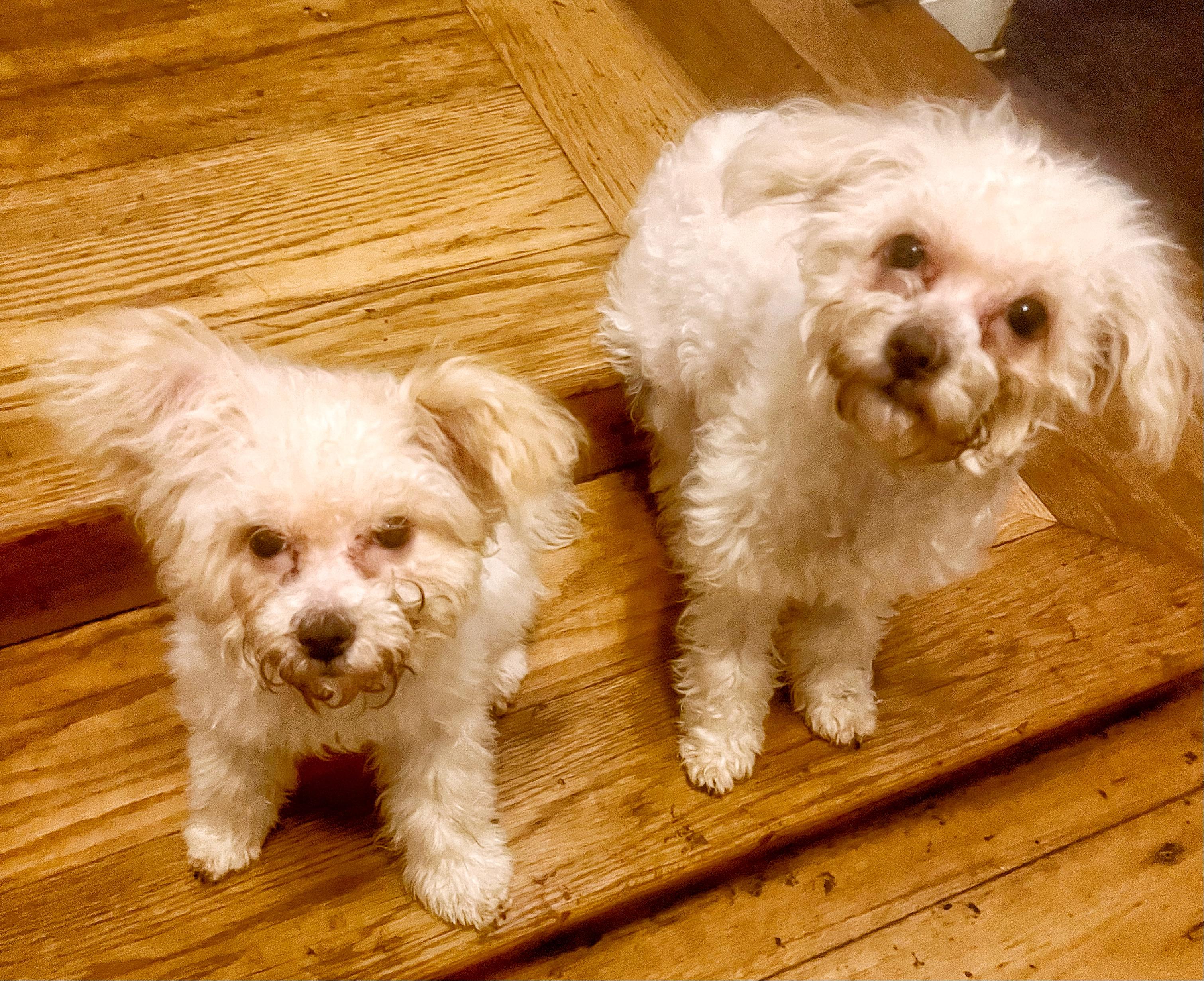 Harriet and Georgina, an adoptable Maltipoo in Los Angeles, CA, 90046 | Photo Image 4