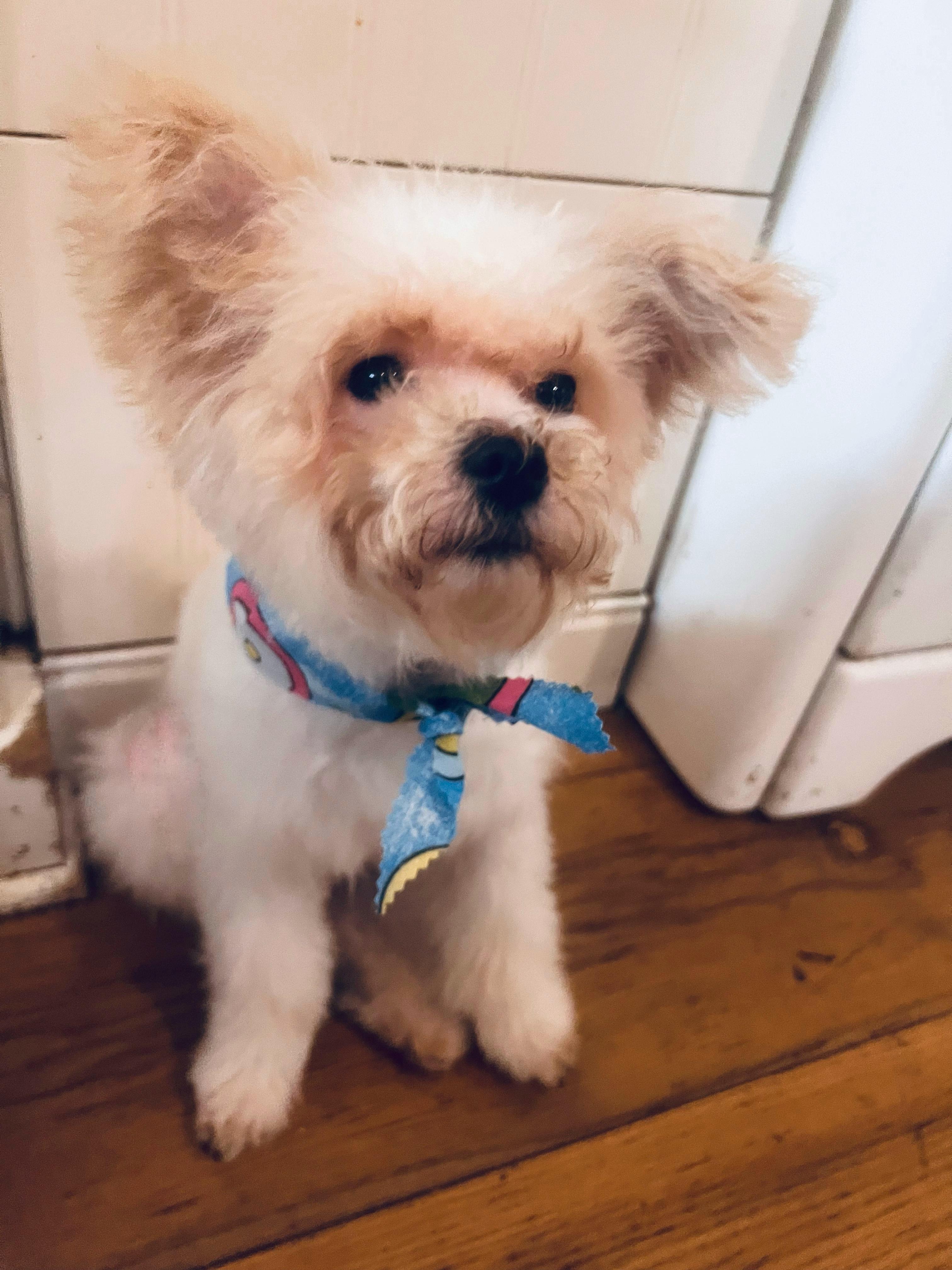 Harriet and Georgina, an adoptable Maltipoo in Los Angeles, CA, 90046 | Photo Image 3
