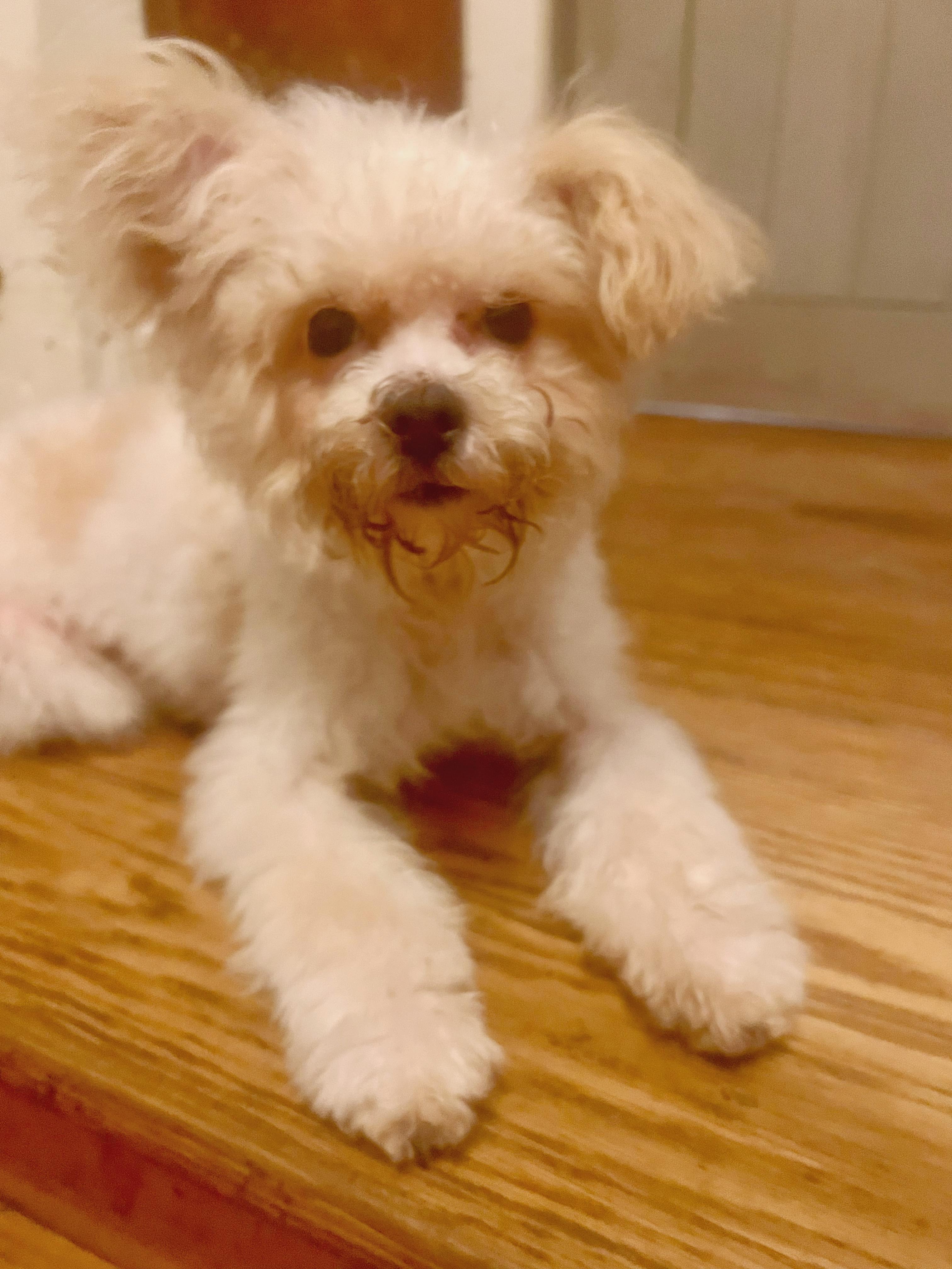 Harriet and Georgina, an adoptable Maltipoo in Los Angeles, CA, 90046 | Photo Image 2