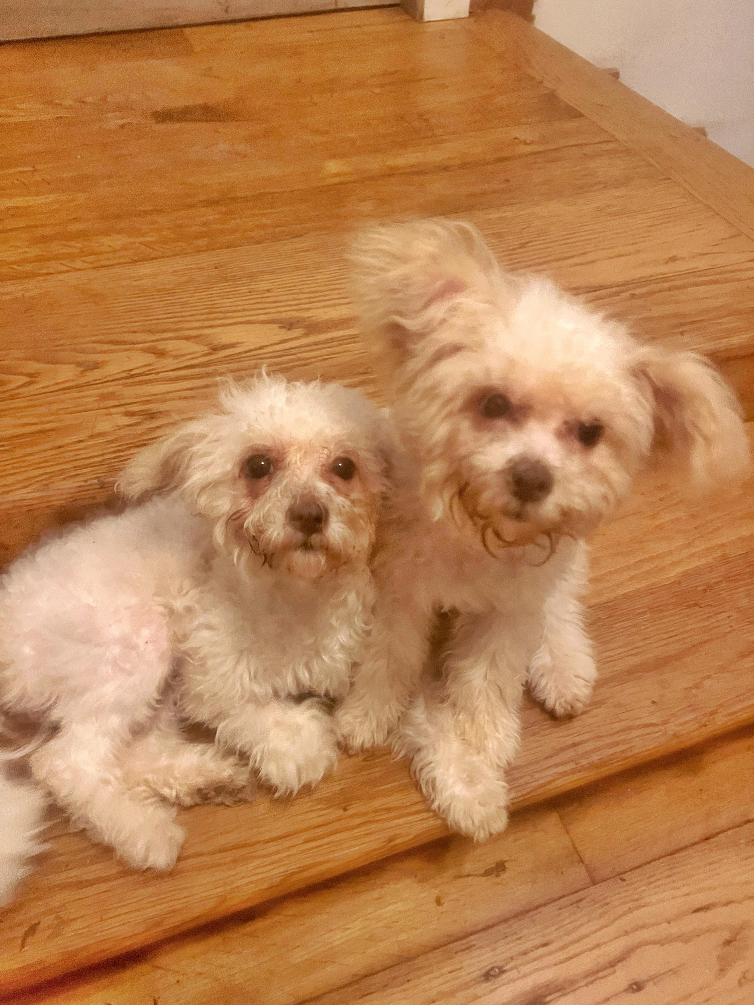 Harriet and Georgina, an adoptable Maltipoo in Los Angeles, CA, 90046 | Photo Image 1
