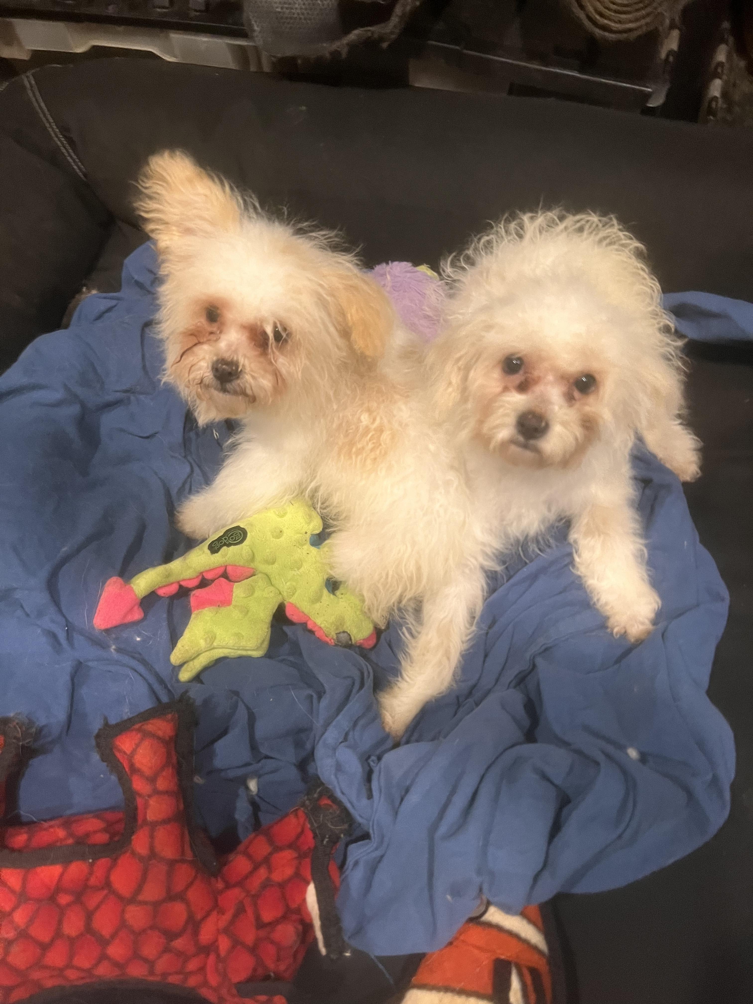 Harriet and Georgina, an adoptable Maltipoo in Los Angeles, CA, 90046 | Photo Image 5