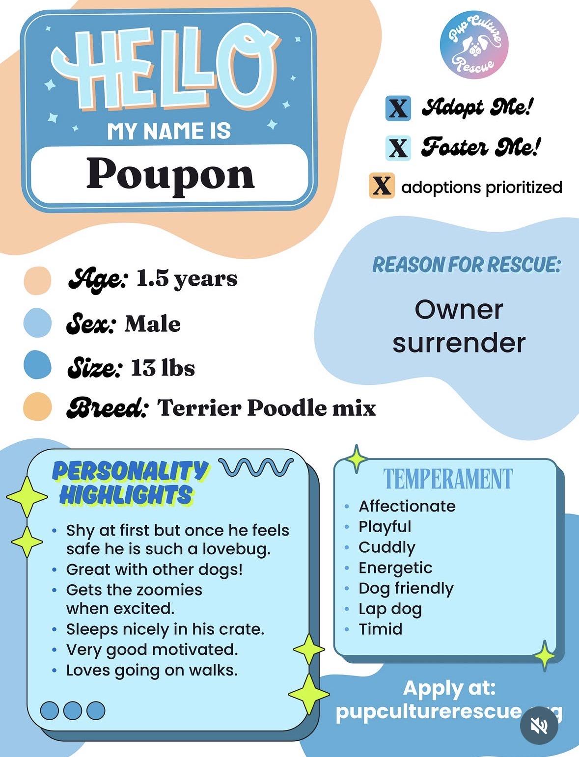 Enlarge Poupon, a Adopted mixed breed in Pasadena, CA image 2/4