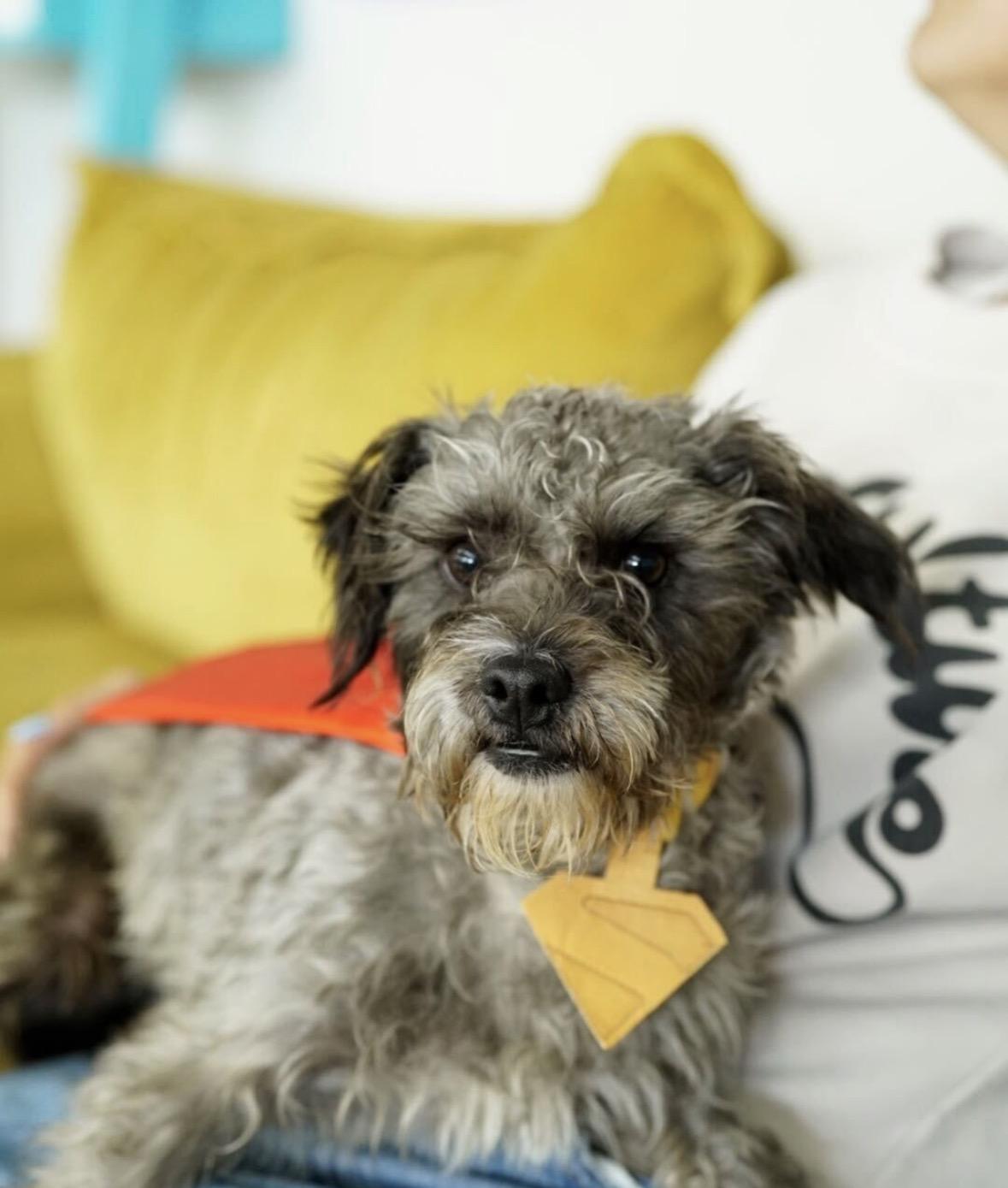 Enlarge Poupon, a Adopted mixed breed in Pasadena, CA image 3/4