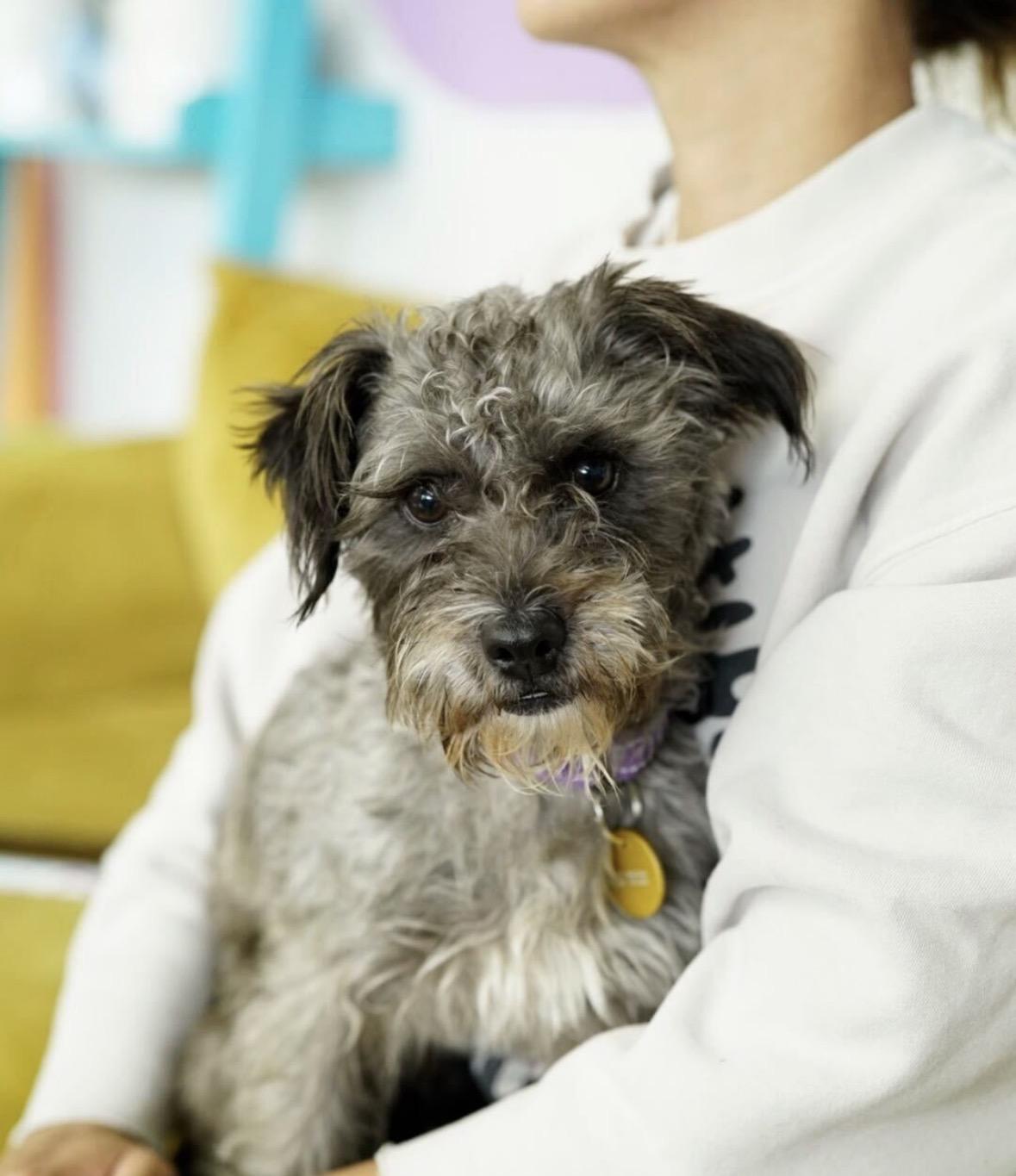 Enlarge Poupon, a Adopted mixed breed in Pasadena, CA image 4/4