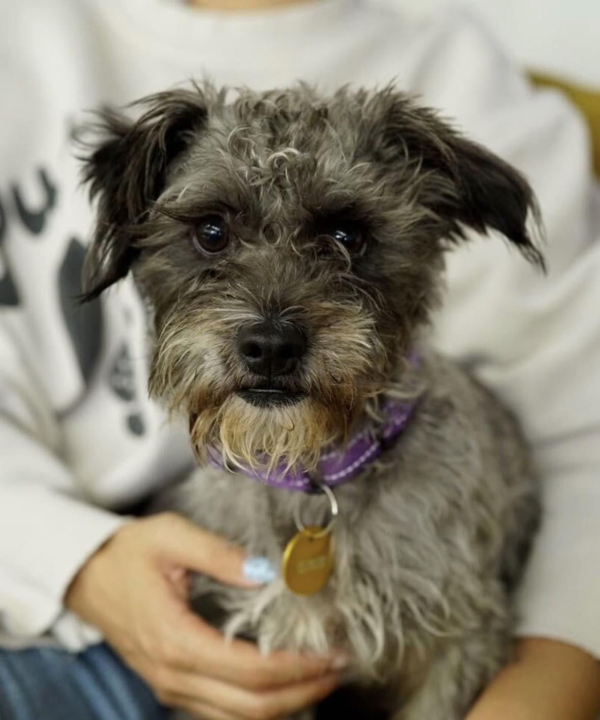 Enlarge Poupon, a Adopted mixed breed in Pasadena, CA image 1/4