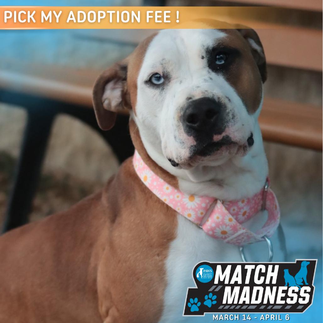 Patty Pancake — thumbnail 2