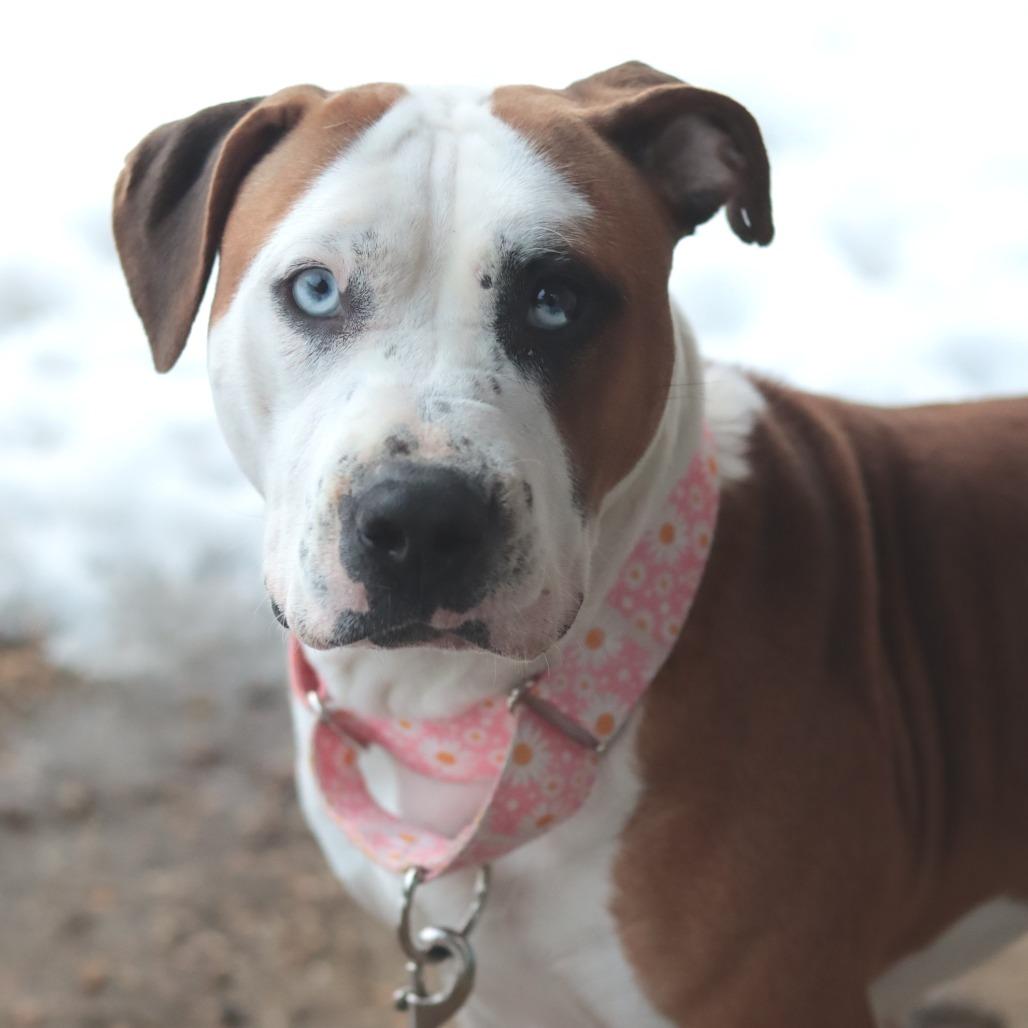 Patty Pancake — thumbnail 3