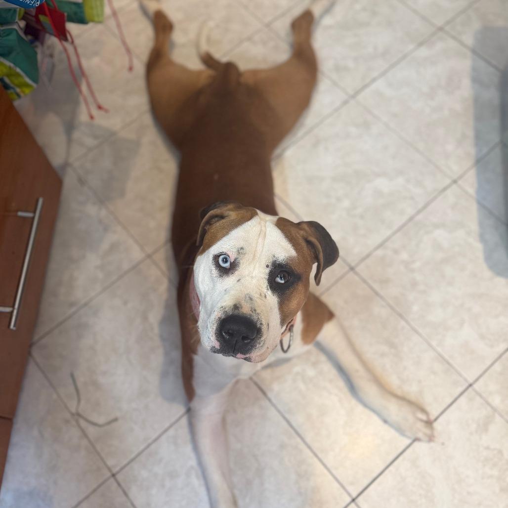 Patty Pancake — thumbnail 4