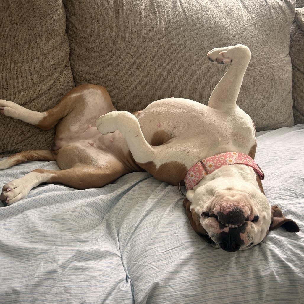 Patty Pancake — thumbnail 6