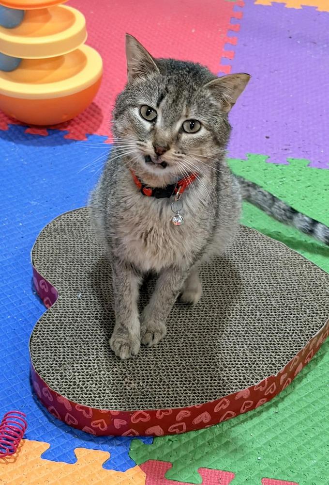 SHEILA, Adoptable, Young Female Domestic Short Hair.