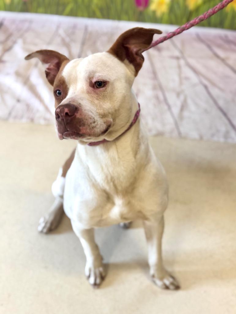 Leon, Adoptable, Adult Male Mixed Breed.