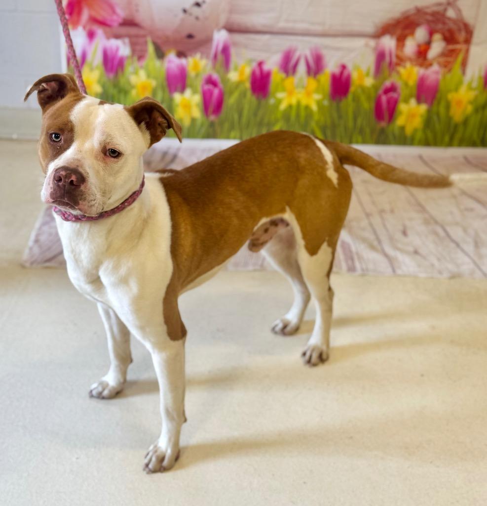 Leon, a Adoptable mixed breed in Albany, GA image 1/6