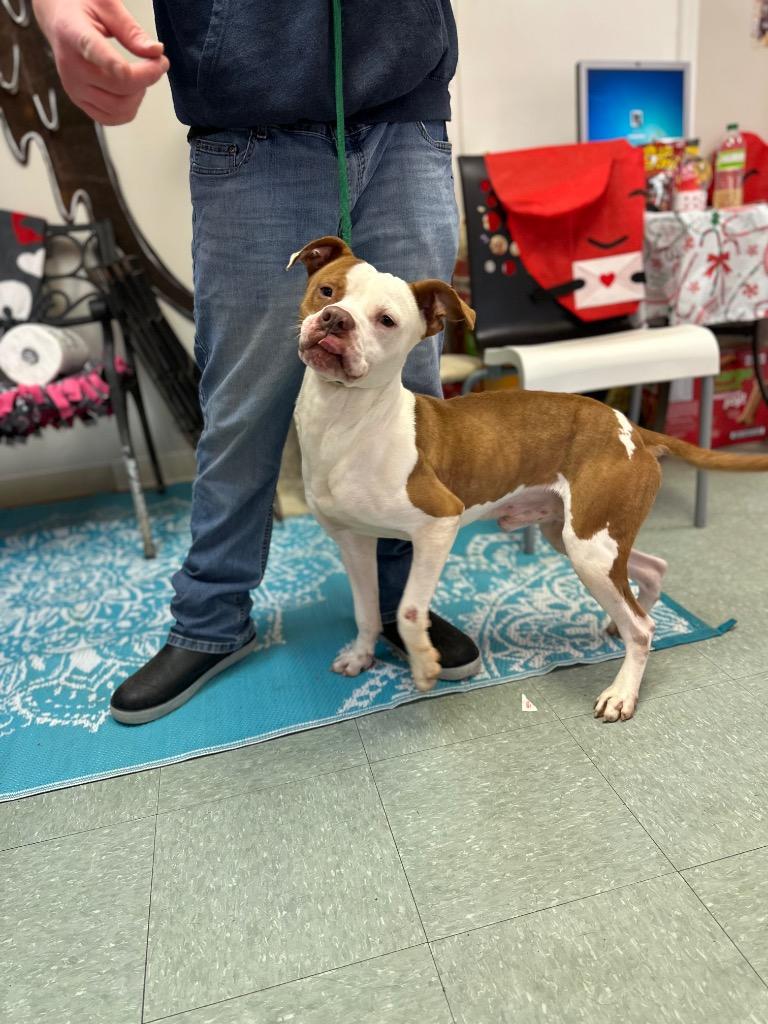 Leon, a Adoptable mixed breed in Albany, GA image 3/6