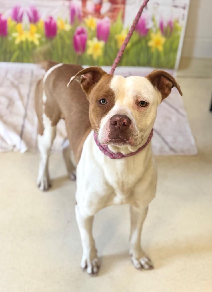 Leon, a Adoptable mixed breed in Albany, GA image 4/6