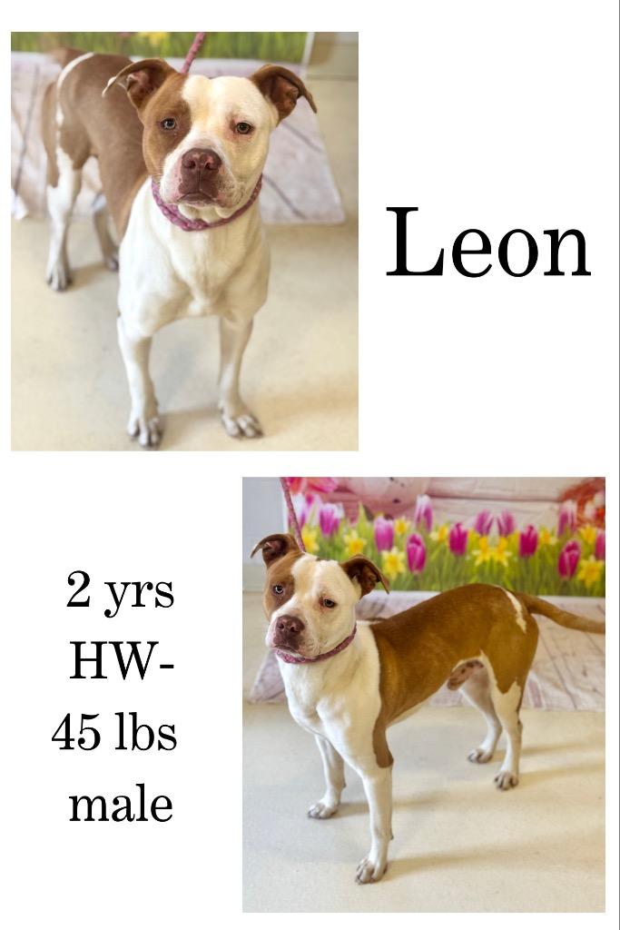 Leon, a Adoptable mixed breed in Albany, GA image 5/6