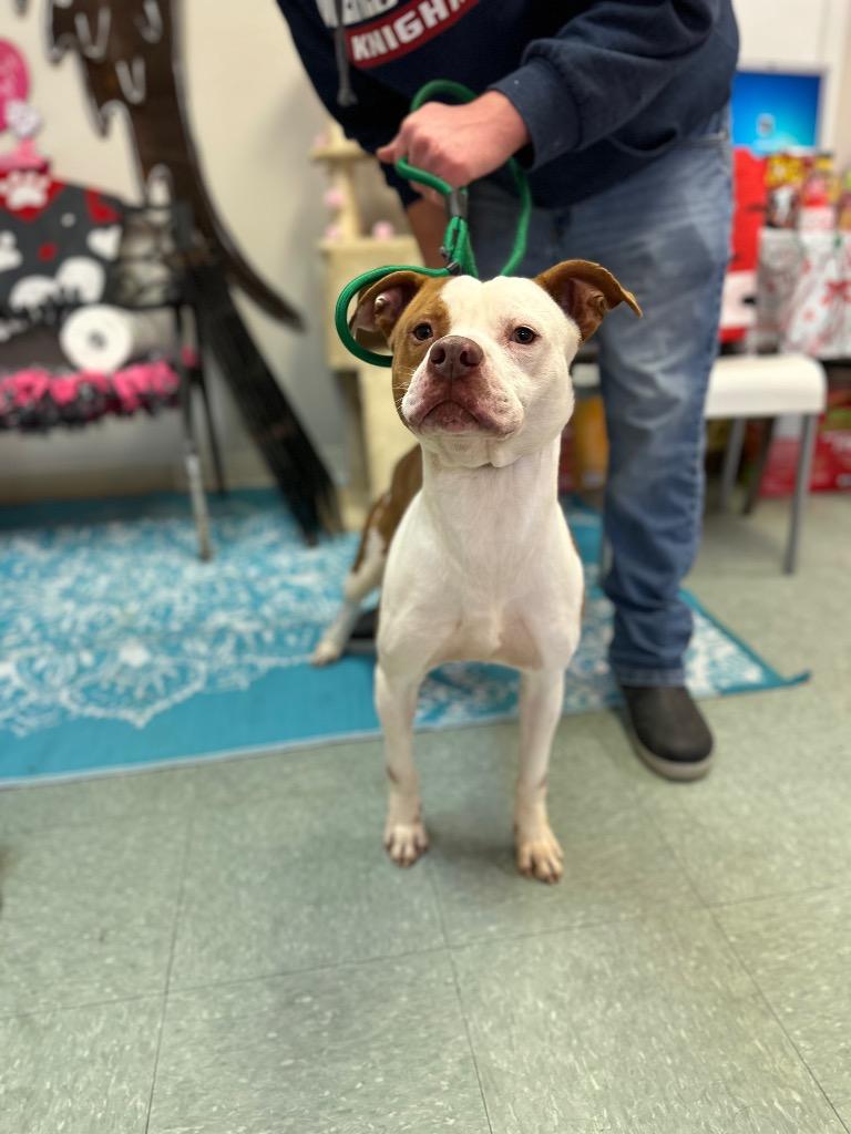 Leon, a Adoptable mixed breed in Albany, GA image 6/6