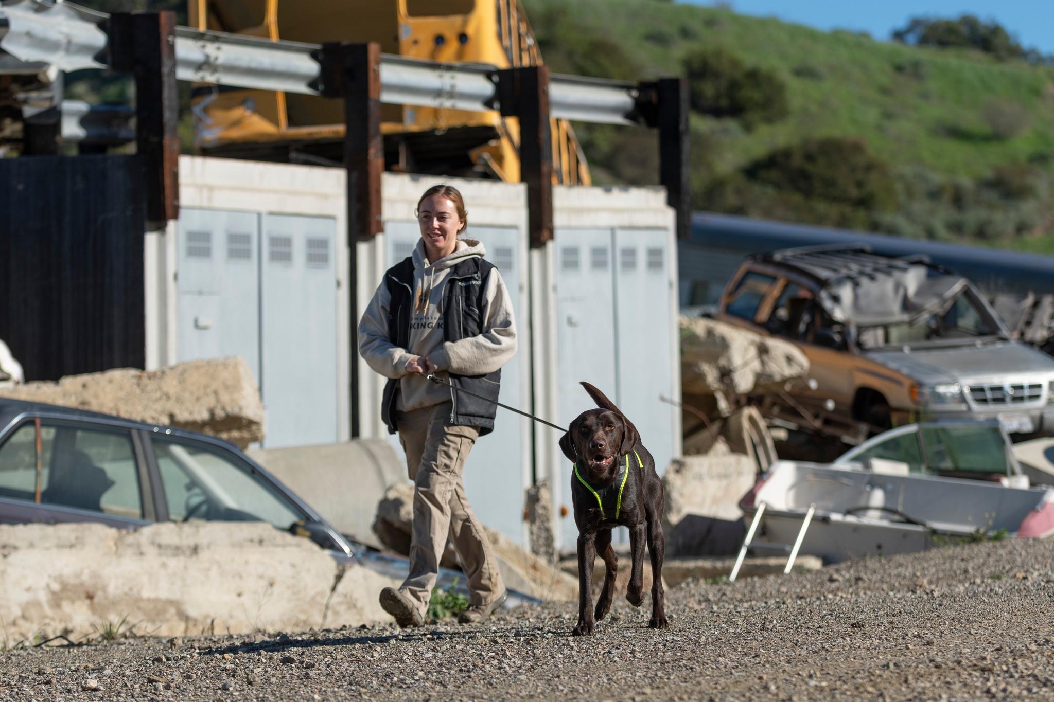 Enlarge Donnie, a ADOPTABLE Labrador Retriever in Santa Paula, CA image 2/5