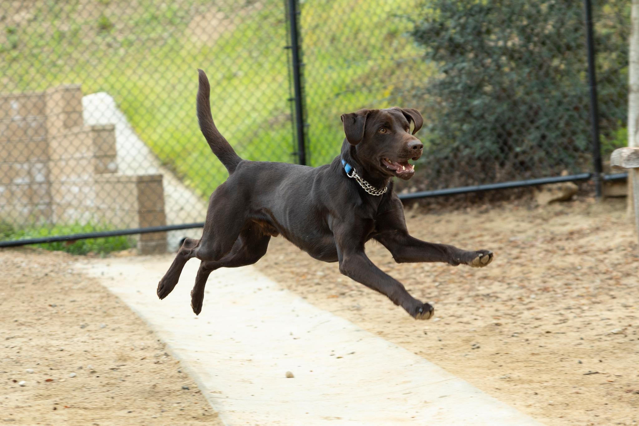 Enlarge Donnie, a ADOPTABLE Labrador Retriever in Santa Paula, CA image 3/5