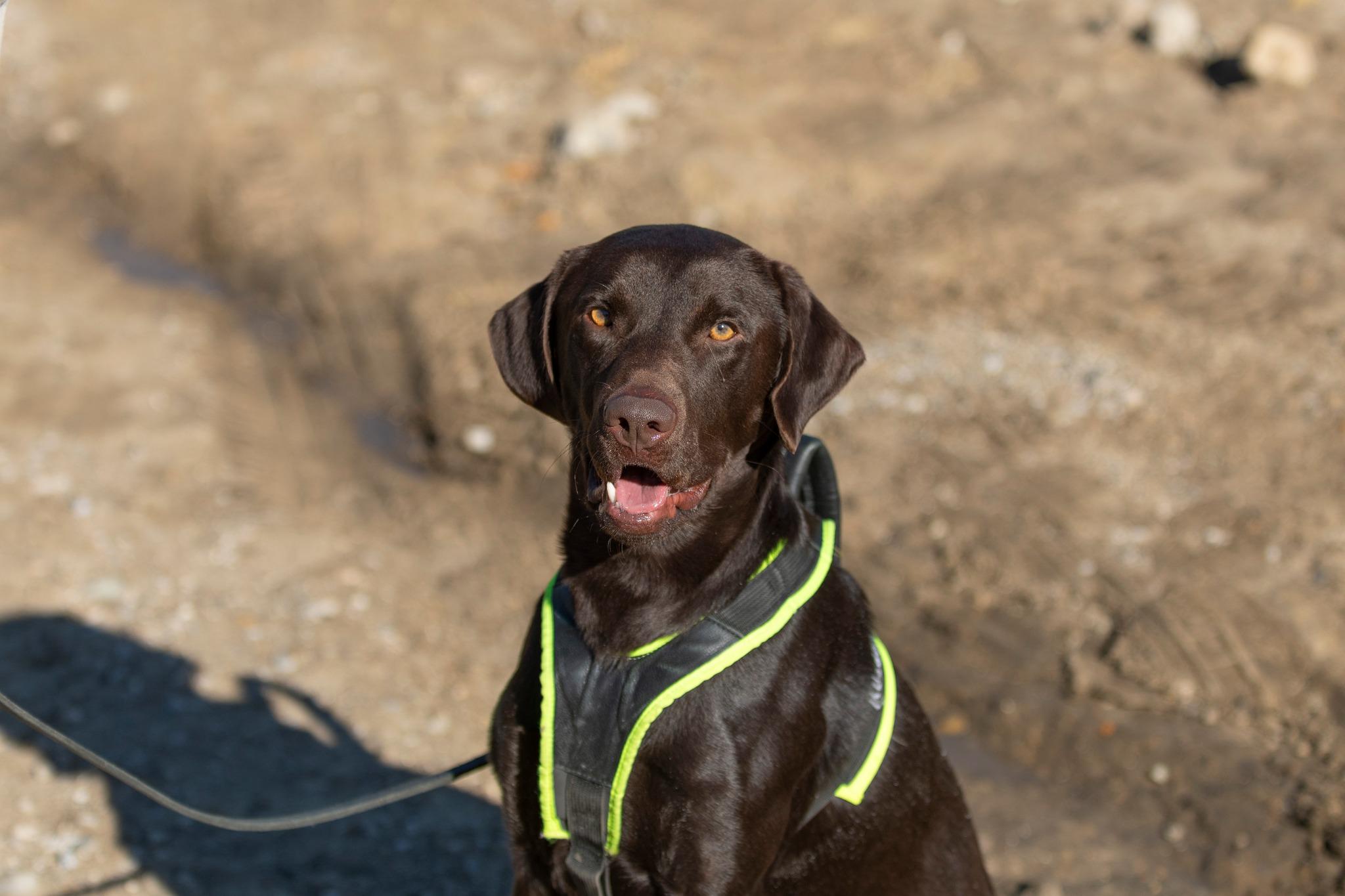 Enlarge Donnie, a ADOPTABLE Labrador Retriever in Santa Paula, CA image 1/5