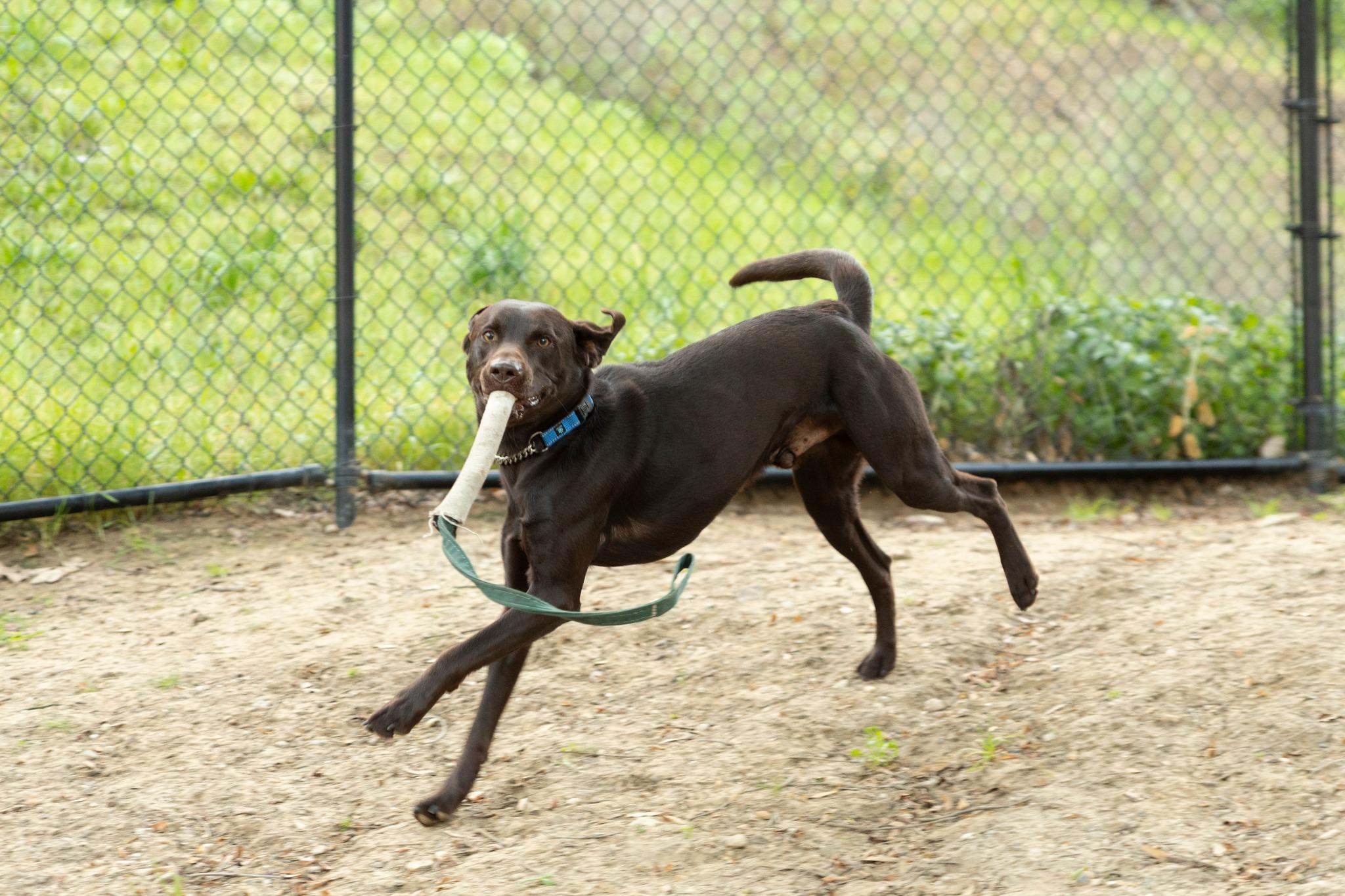 Enlarge Donnie, a ADOPTABLE Labrador Retriever in Santa Paula, CA image 5/5