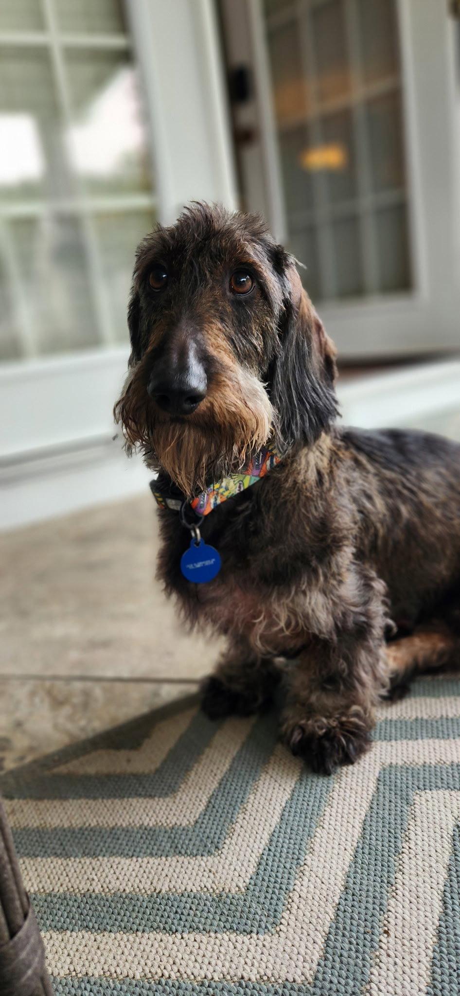 Enlarge Louie4 (Bonded with Fritz3) In North Carolina, a Adoptable Dachshund in West Columbia, SC image 1/3