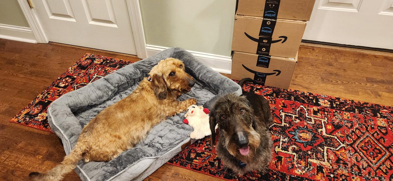 Enlarge Louie4 (Bonded with Fritz3) In North Carolina, a Adoptable Dachshund in West Columbia, SC image 2/3
