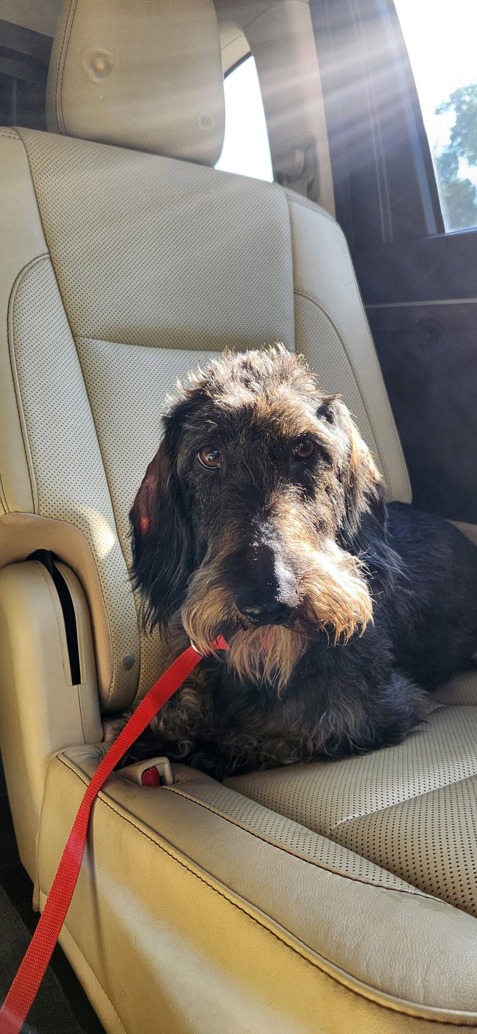Enlarge Louie4 (Bonded with Fritz3) In North Carolina, a Adoptable Dachshund in West Columbia, SC image 3/3