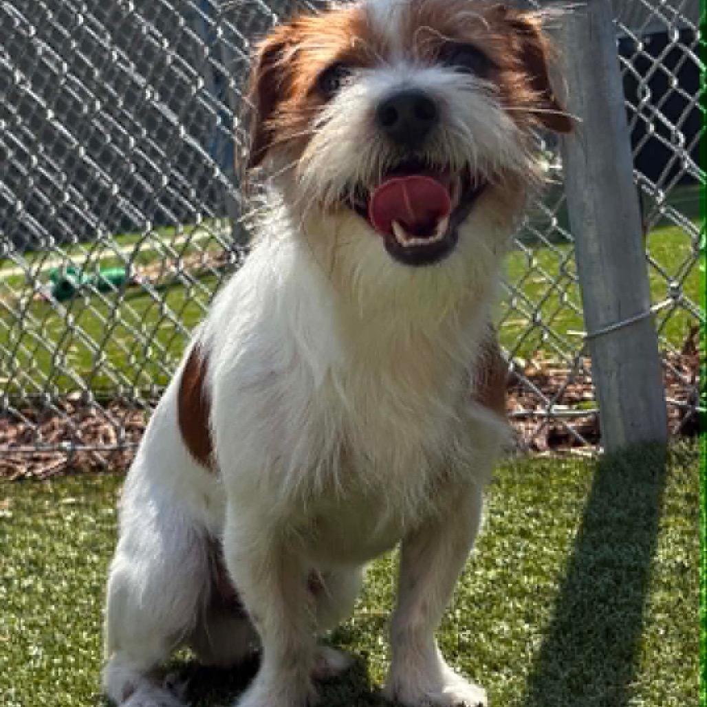 Enlarge Bennett, a Adoptable mixed breed in Northville, MI image 1/4