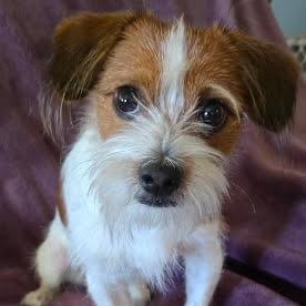Enlarge Bennett, a Adoptable mixed breed in Northville, MI image 2/4