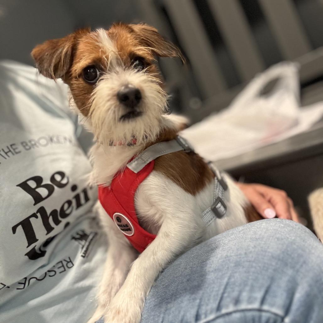 Enlarge Bennett, a Adoptable mixed breed in Northville, MI image 3/4