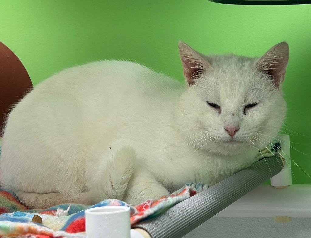 Eggo, Adoptable, Young Male Domestic Short Hair.