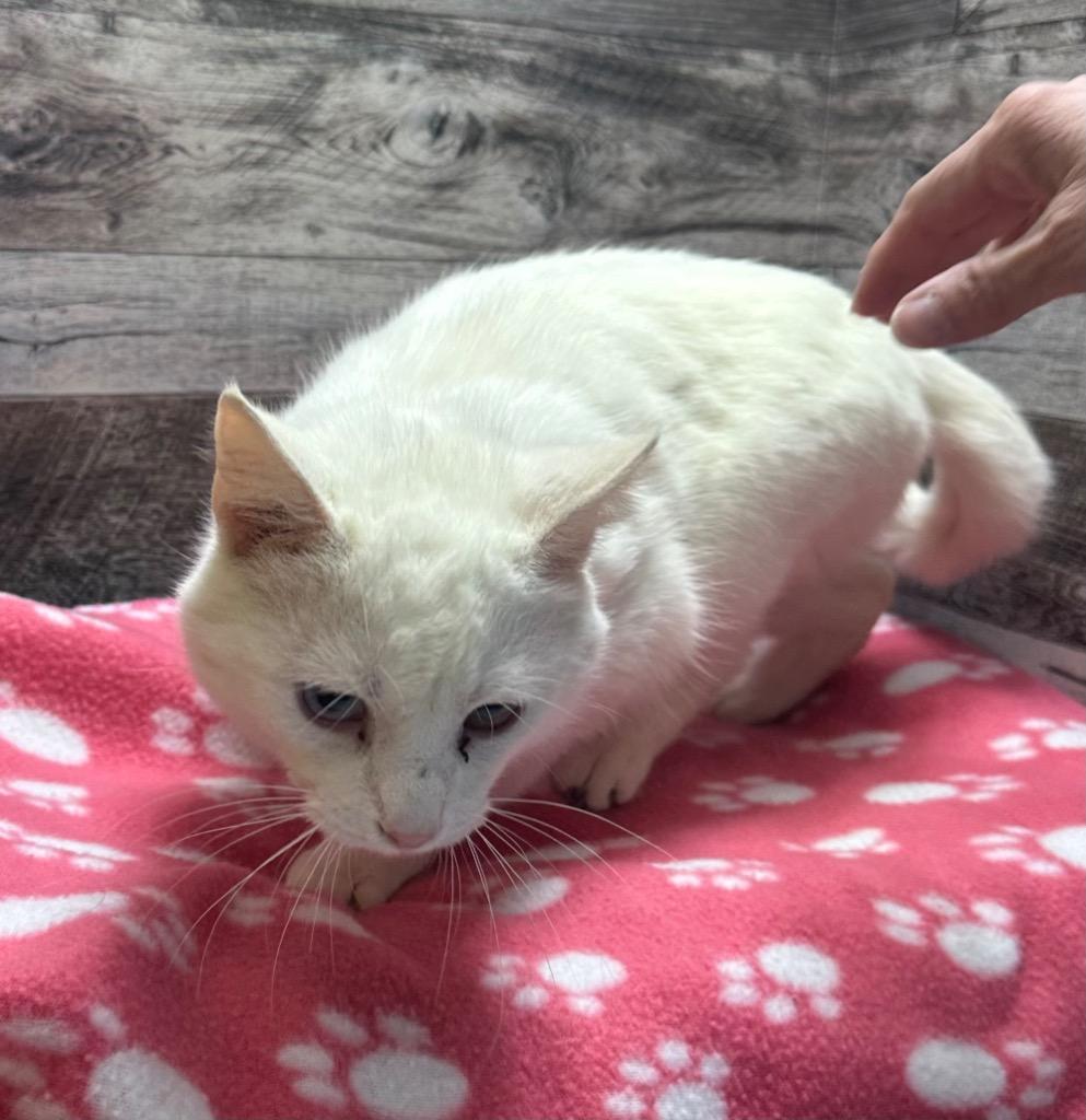 Eggo, a Adoptable mixed breed in Washington Court House, OH image 2/2