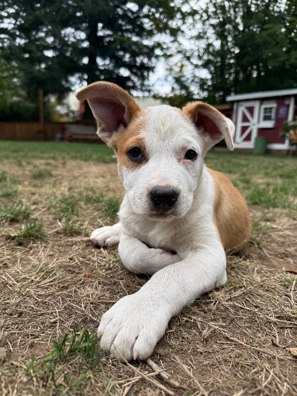 Diego, Adoptable, Young Male Australian Cattle Dog / Blue Heeler & Pit Bull Terrier.