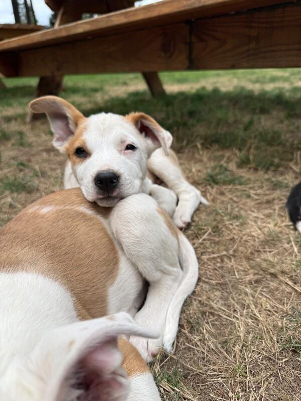 Enlarge Diego, a Adoptable mixed breed in North Bend, WA image 2/6