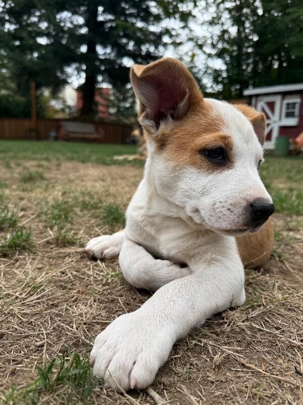 Enlarge Diego, a Adoptable mixed breed in North Bend, WA image 3/6