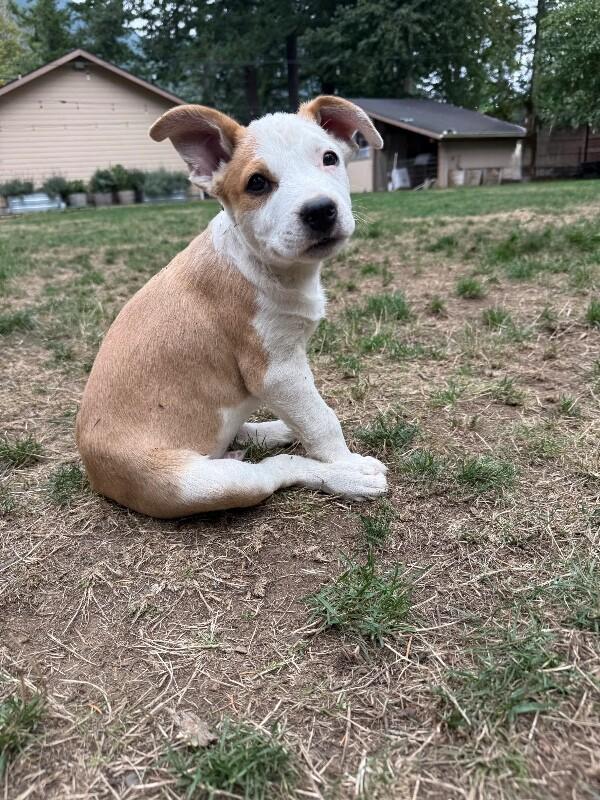Enlarge Diego, a Adoptable mixed breed in North Bend, WA image 5/6