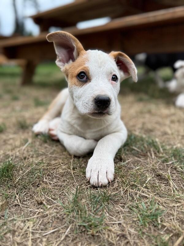 Enlarge Diego, a Adoptable mixed breed in North Bend, WA image 6/6