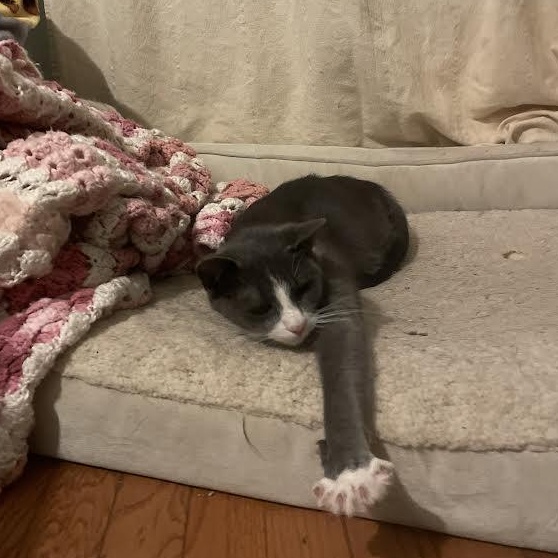 KitKat, Adoptable, Adult Female Domestic Short Hair.