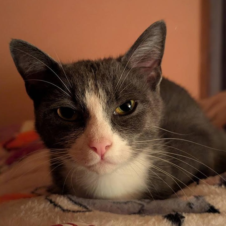 KitKat, a Adoptable Domestic Short Hair in Buffalo, NY image 2/6