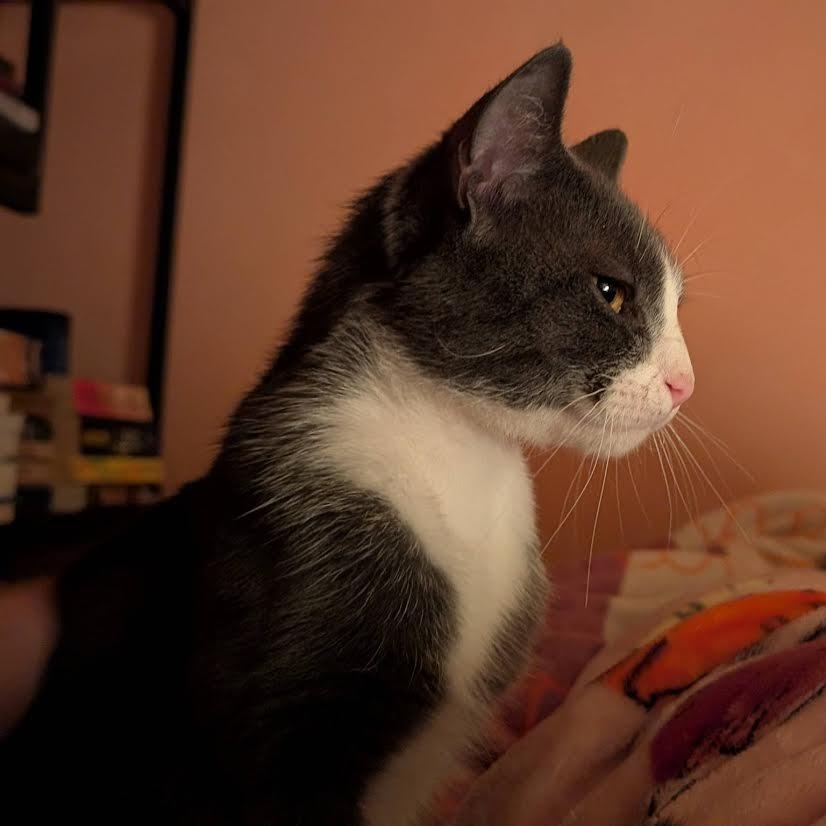 KitKat, a Adoptable Domestic Short Hair in Buffalo, NY image 3/6