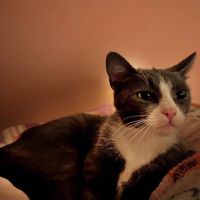 KitKat, a Adoptable Domestic Short Hair in Buffalo, NY image 4/6