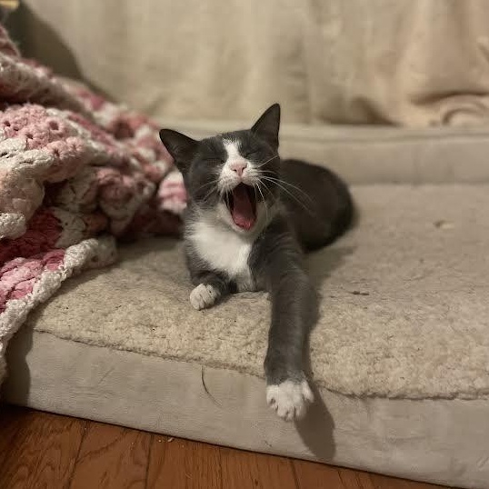 KitKat, a Adoptable Domestic Short Hair in Buffalo, NY image 5/6