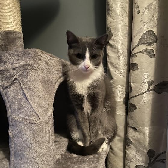 KitKat, a Adoptable Domestic Short Hair in Buffalo, NY image 6/6