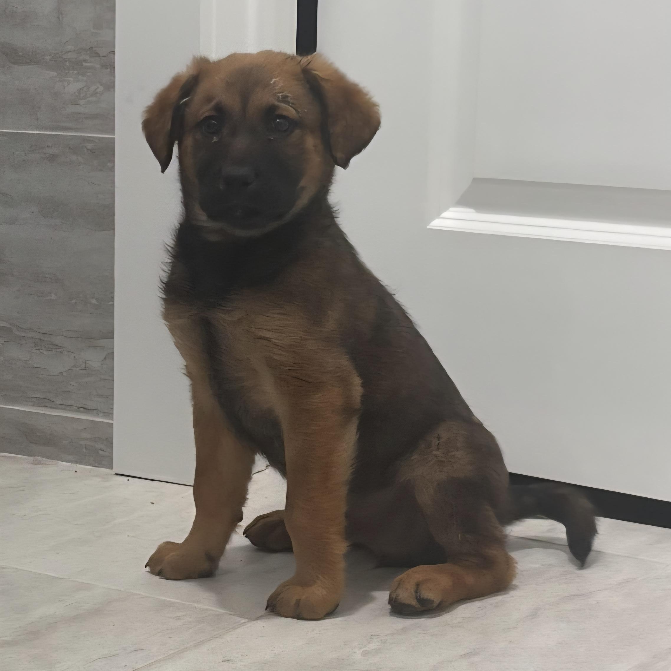 Enlarge Yukon, a ADOPTABLE mixed breed in Flintstone, GA image 2/4