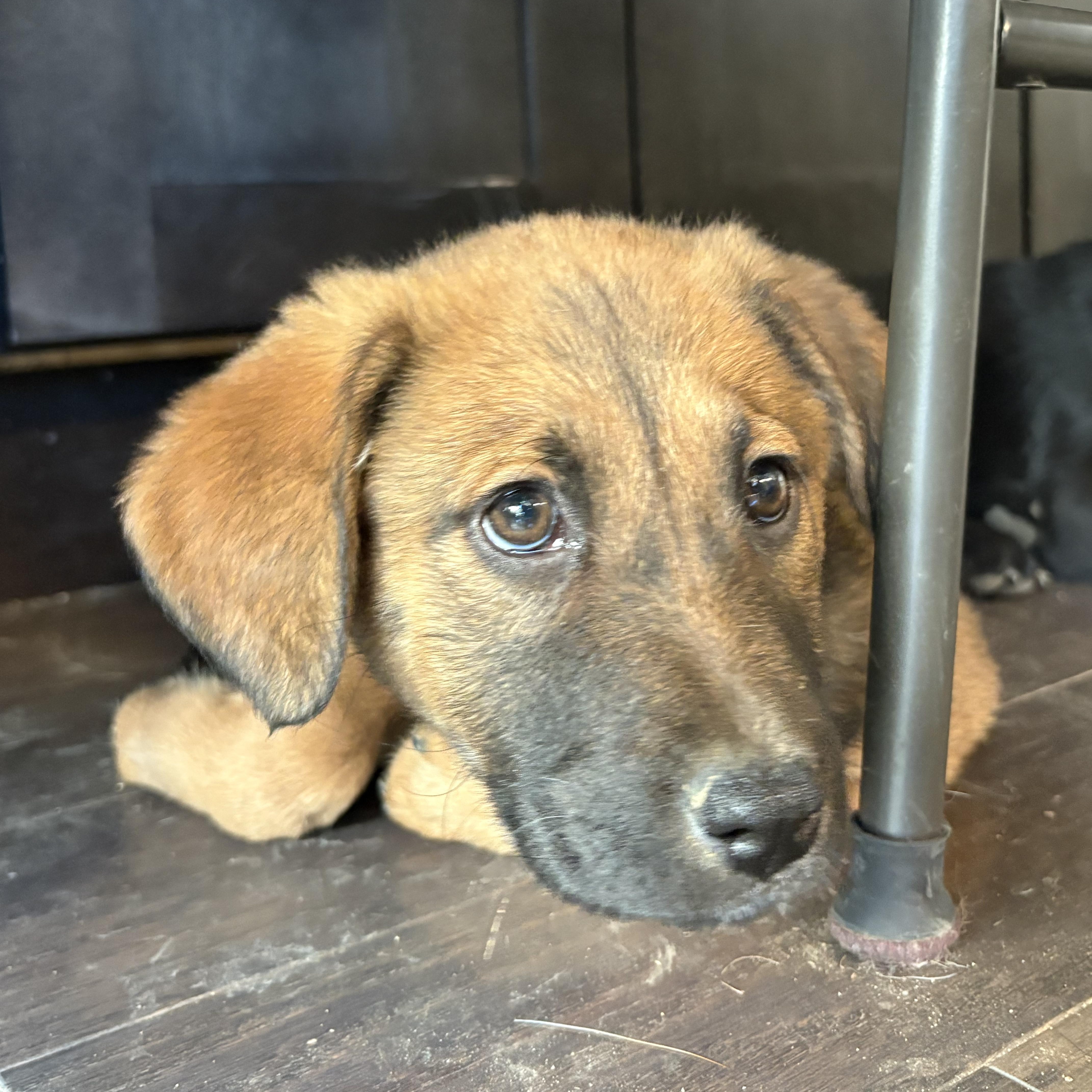 Enlarge Yukon, a ADOPTABLE mixed breed in Flintstone, GA image 6/6