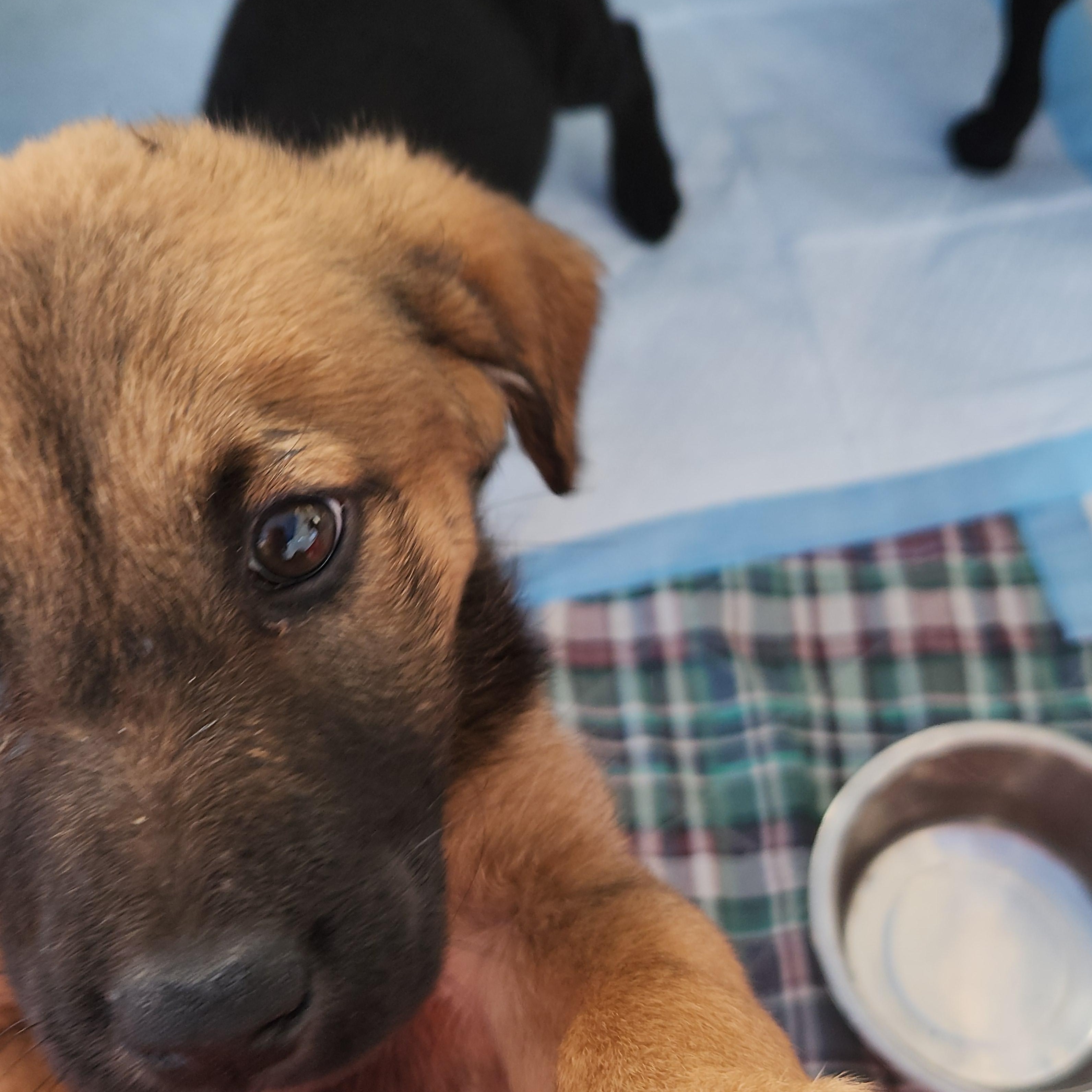 Enlarge Yukon, a ADOPTABLE mixed breed in Flintstone, GA image 3/4