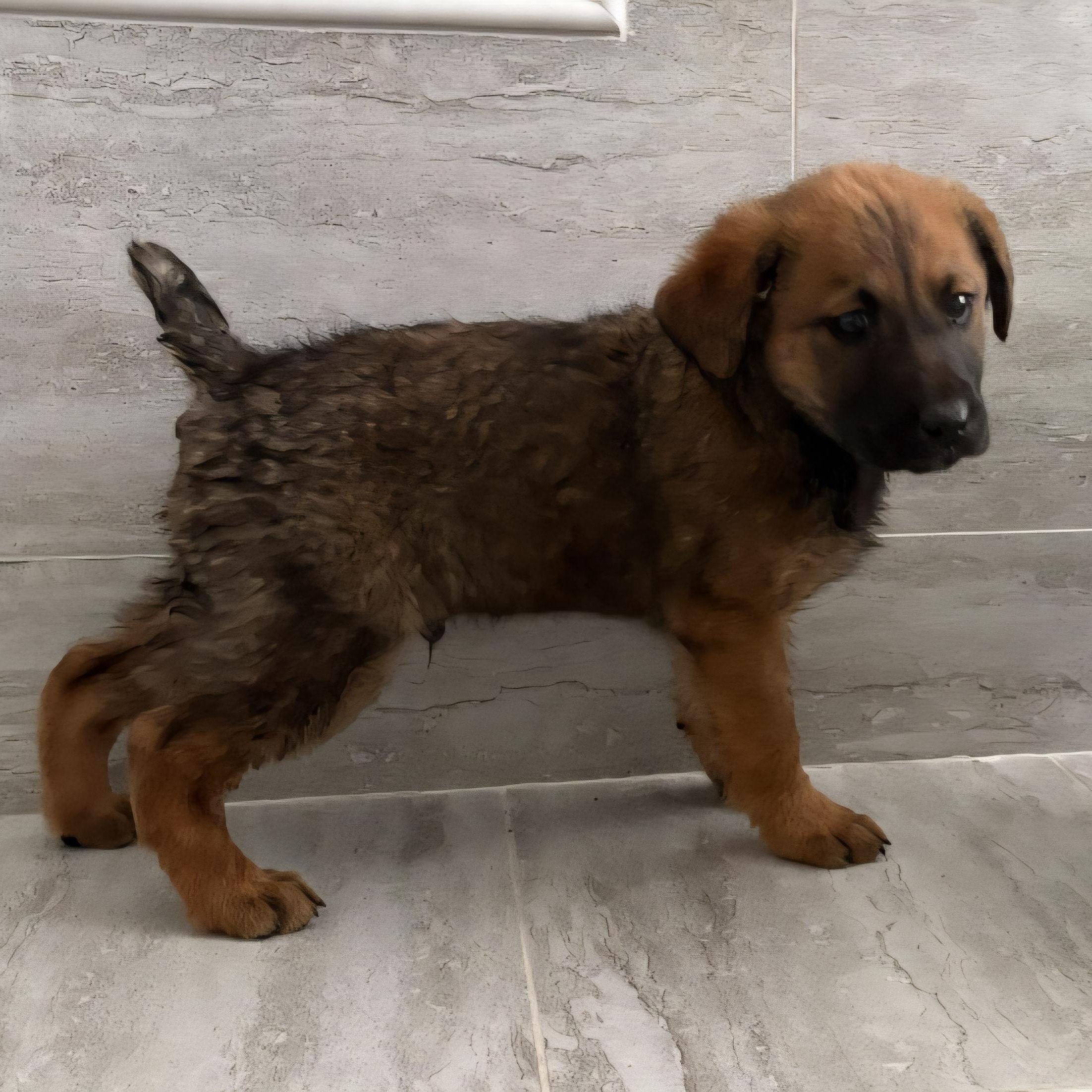 Yukon, ADOPTABLE, Puppy Male German Shepherd Dog & Mixed Breed.