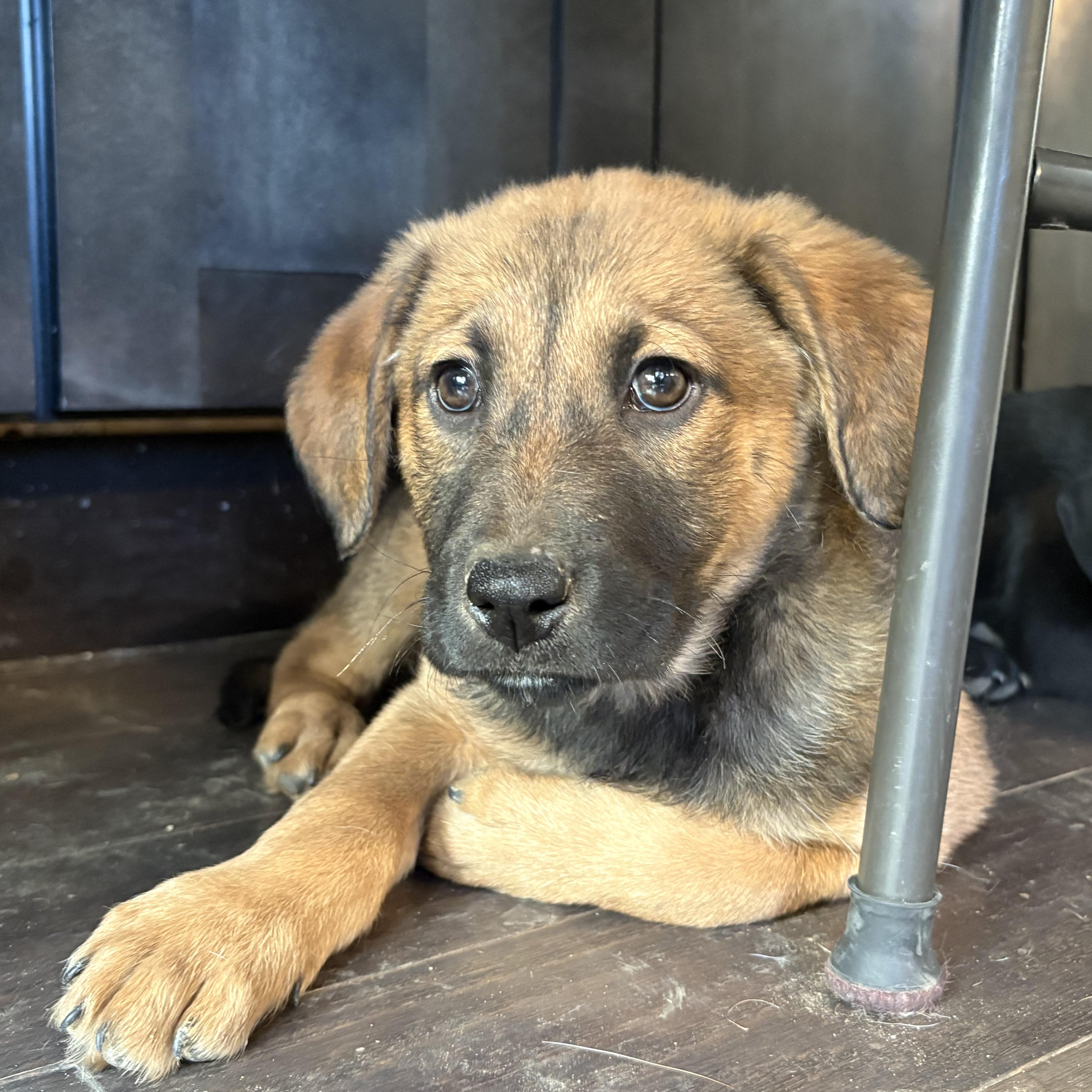 Yukon, ADOPTABLE, Puppy Male German Shepherd Dog & Mixed Breed.
